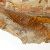 Trilobite and Anomalocarid &#8211; Asaphellus and Aegirocassis, The Natural Canvas