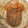 Trilobite and Anomalocarid &#8211; Asaphellus and Aegirocassis, The Natural Canvas