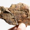 Ordovician Anomalocaridid - Aegirocassis benmoulai - Image 2