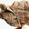 Ordovician Anomalocaridid - Aegirocassis benmoulai - Image 3