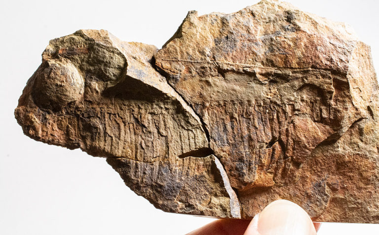 Ordovician Anomalocaridid - Aegirocassis benmoulai