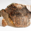 Ordovician Radiodont - Aegirocassis - Image 2