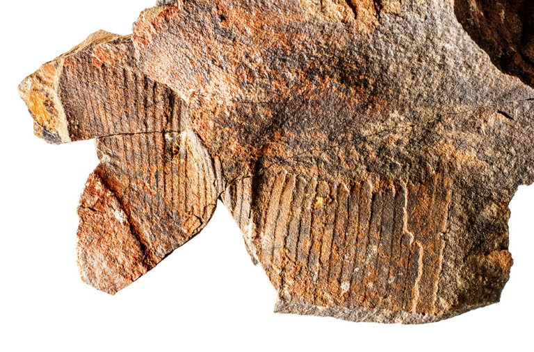 Ordovician Radiodont - Aegirocassis