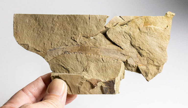 Big Ordovician Arthropod appendage