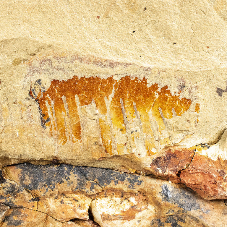 Aegirocassis benmoulai, The Natural Canvas