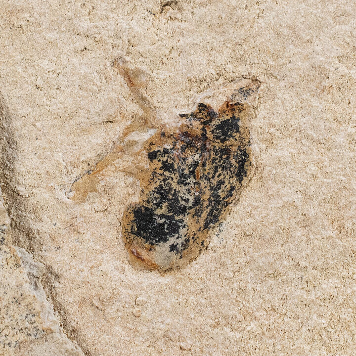 Muscoid Fly - Schizophora
