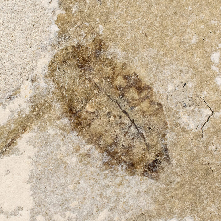 Dragonfly nymph - Libellulidae naiad