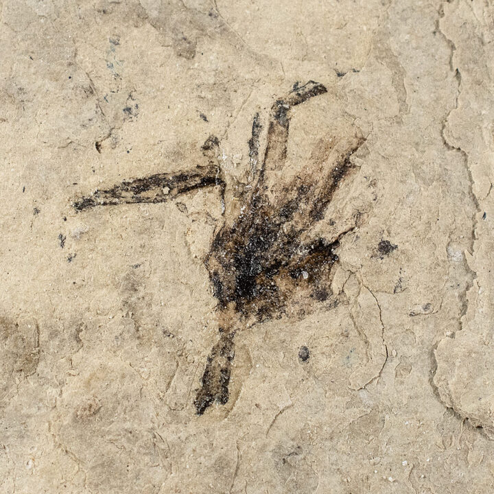 Pliocene Flower from Texas