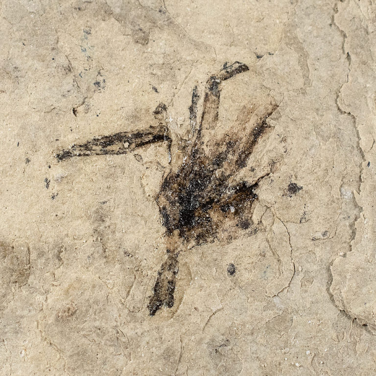 Pliocene Flower from Texas, The Natural Canvas