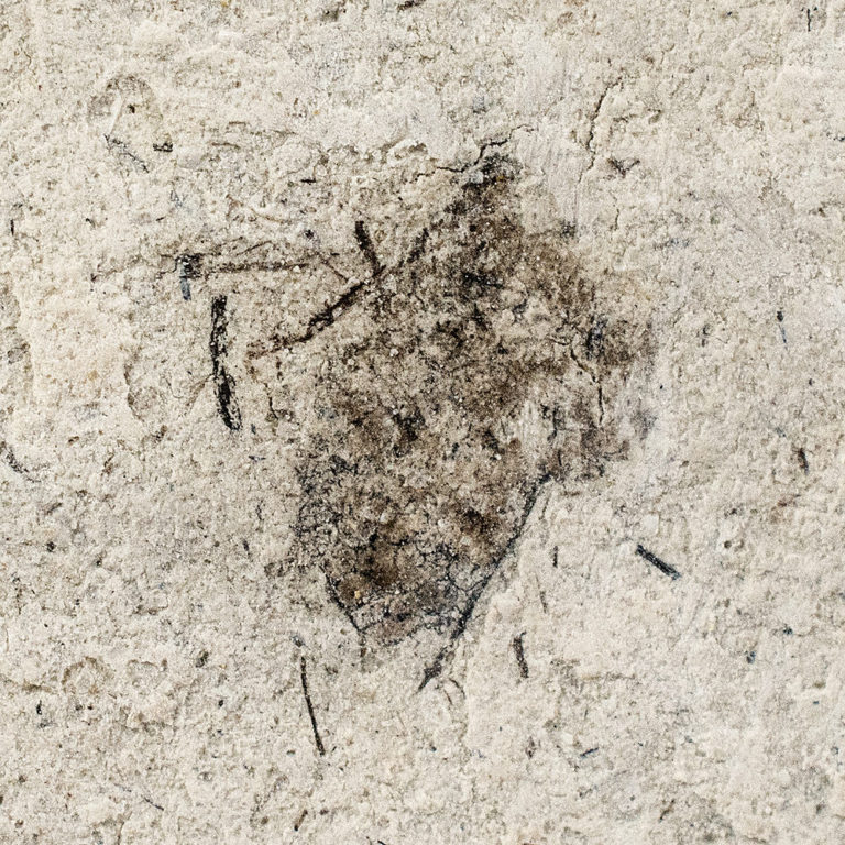 Pliocene Carabid Beetle from Texas, The Natural Canvas