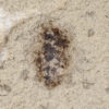 Calyptrate Fly - Image 2