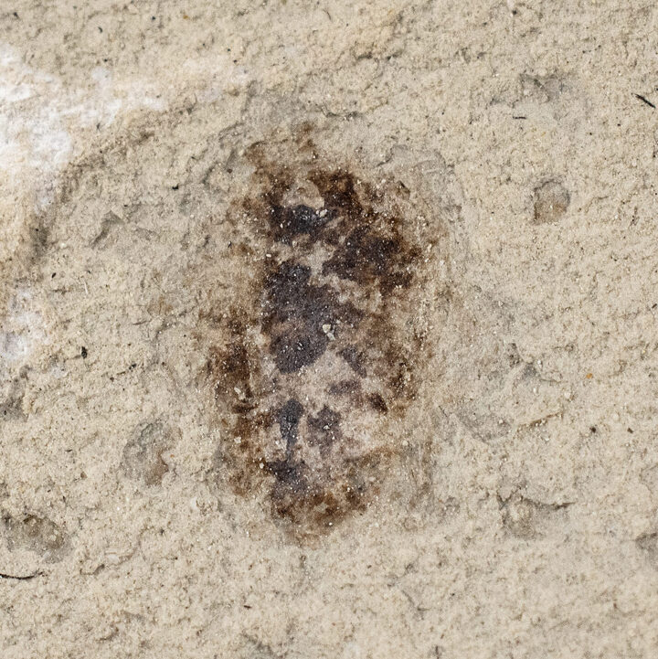 Calyptrate Fly