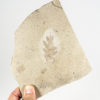 Texas Oak Leaf - Quercus gambelli - Image 2