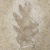 Texas Oak Leaf - Quercus gambelli - Image 3