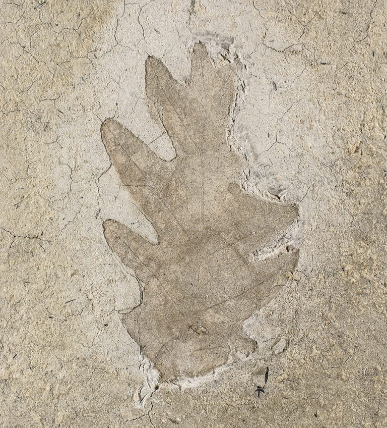 Texas Oak Leaf - Quercus gambelli