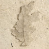 Quercus gambelli - Image 3