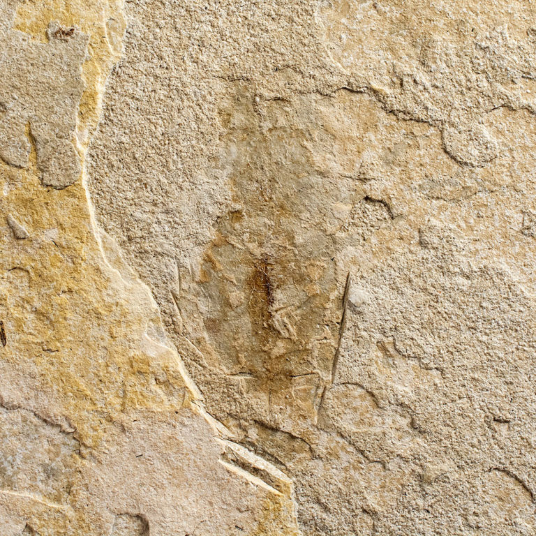 Dragonfly nymph &#8211; Libellulidae naiad, The Natural Canvas