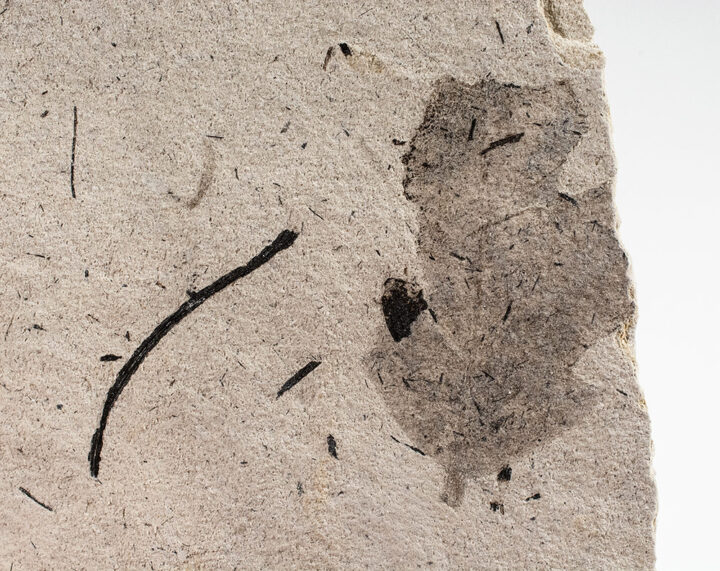 Quercus gambelli