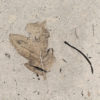 Quercus stellata - Image 3
