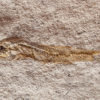 Fundulus cf. F. zebrinus - Image 2