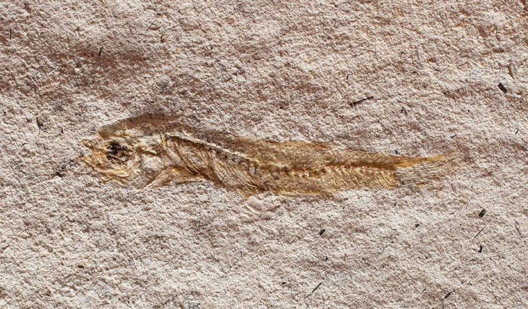 Fundulus cf. F. zebrinus