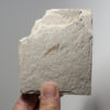 Fundulus cf. F. zebrinus - Image 3