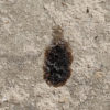 False Chinch Bug &#8211; Nysius sp., The Natural Canvas