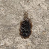 False Chinch Bug - Nysius sp. - Image 2