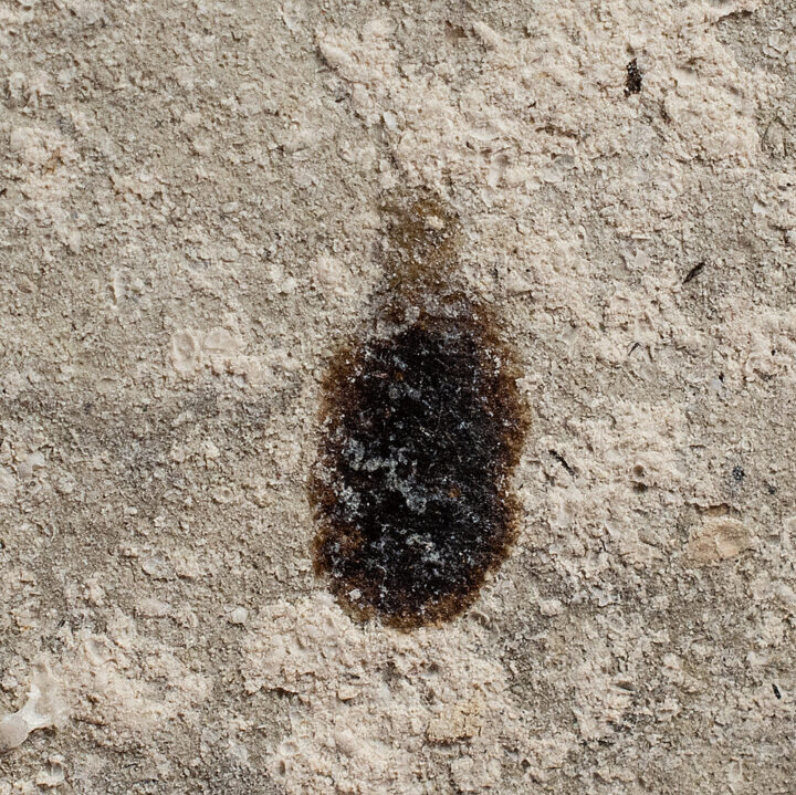 False Chinch Bug - Nysius sp.