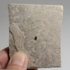 False Chinch Bug - Nysius sp. - Image 3