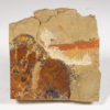 Ordovician Anomalocaridid - Aegirocassis benmoulai - Image 3