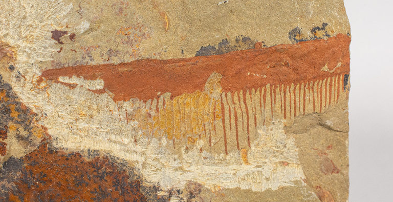 Ordovician Anomalocaridid - Aegirocassis benmoulai