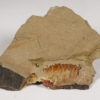 Ordovician Anomalocaridid - Aegirocassis benmoulai - Image 2