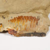 Ordovician Anomalocaridid - Aegirocassis benmoulai - Image 3