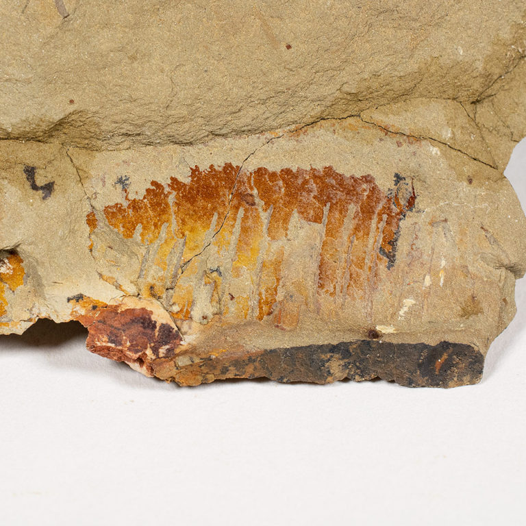 Ordovician Anomalocaridid &#8211; Aegirocassis benmoulai, The Natural Canvas