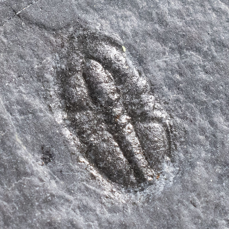Burgess Shale &#8211; Pagetia bootes Walcott, The Natural Canvas