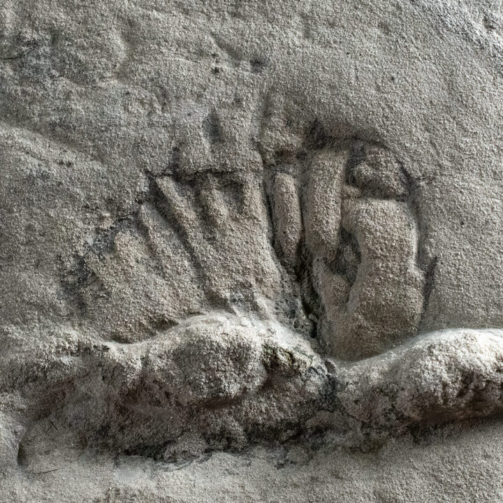 Precambrian metazoan - Vendia sp.