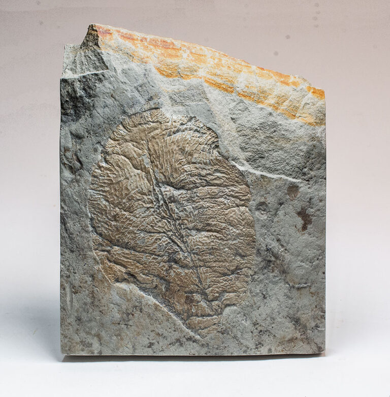 Rare Precambrian Association - Yorgia and Tribrachidium