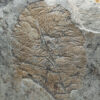 Rare Precambrian Association &#8211; Yorgia and Tribrachidium, The Natural Canvas