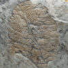 Rare Precambrian Association - Yorgia and Tribrachidium - Image 2