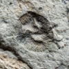 Rare Precambrian Association - Yorgia and Tribrachidium - Image 4