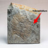 Rare Precambrian Association - Yorgia and Tribrachidium - Image 3
