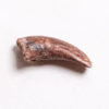 Triassic Dinosaur Claw - Chindesaurus? - Image 2