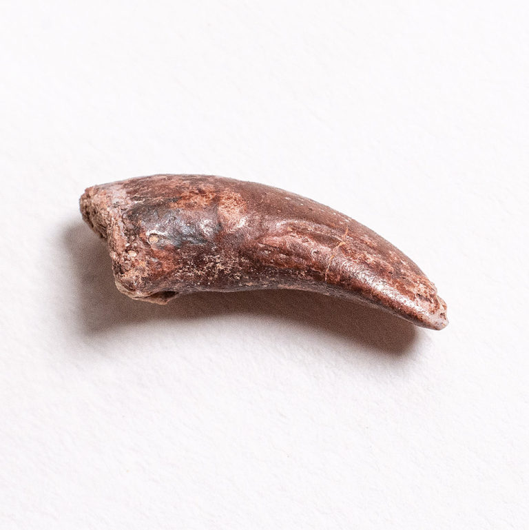 Triassic Dinosaur Claw - Chindesaurus?