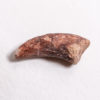 Triassic Dinosaur Claw - Chindesaurus? - Image 3