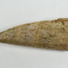 Aetosaur Armor - Desmatosuchus sp. - Image 2