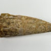 Aetosaur Armor - Desmatosuchus sp. - Image 3