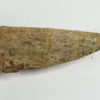 Aetosaur Armor - Desmatosuchus sp. - Image 4
