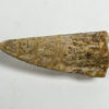 Aetosaur Armor - Desmatosuchus sp. - Image 5