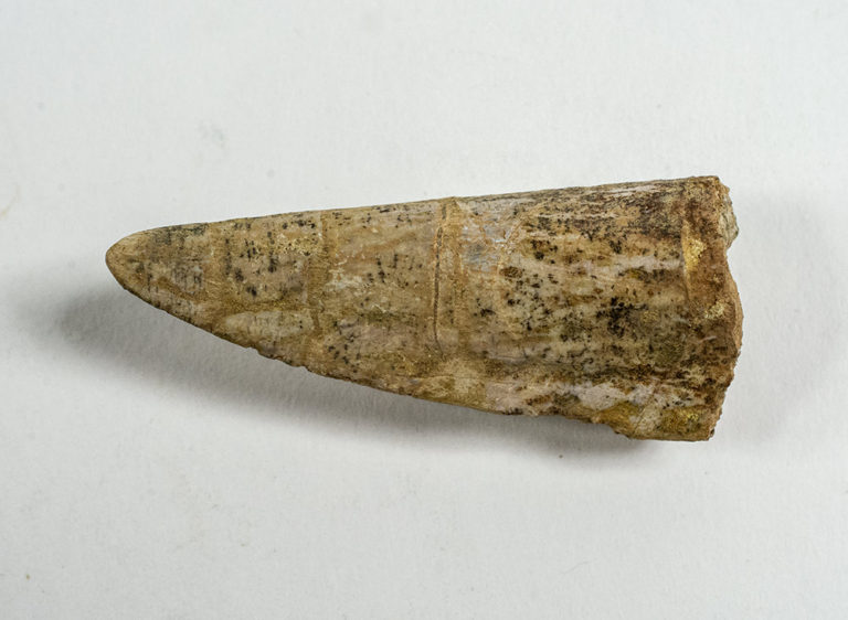 Aetosaur Armor - Desmatosuchus sp.